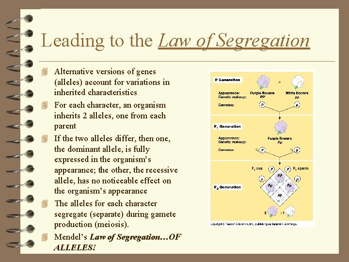 Leading to the Law of Segregation 4 Alternative versions of genes 4 4 (alleles)