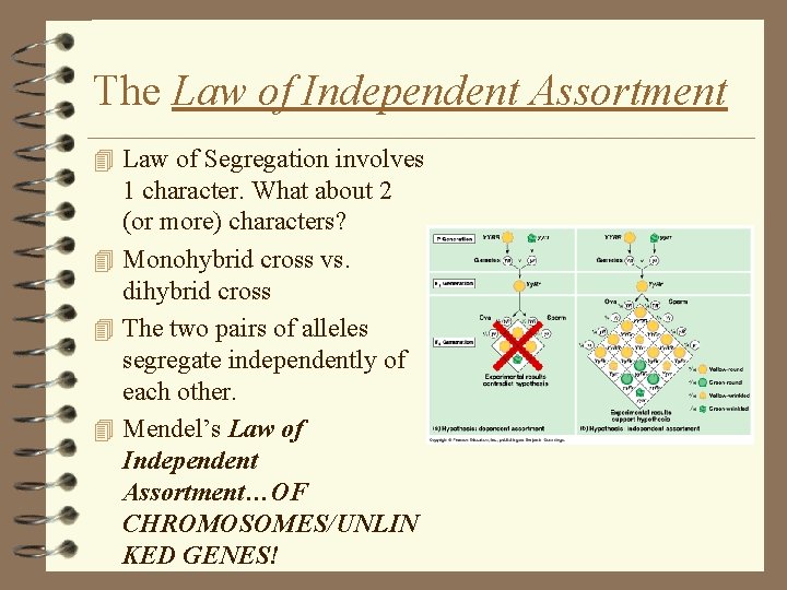 The Law of Independent Assortment 4 Law of Segregation involves 1 character. What about