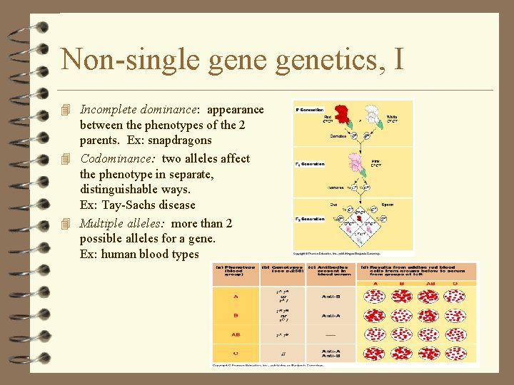 Non-single genetics, I 4 Incomplete dominance: appearance between the phenotypes of the 2 parents.
