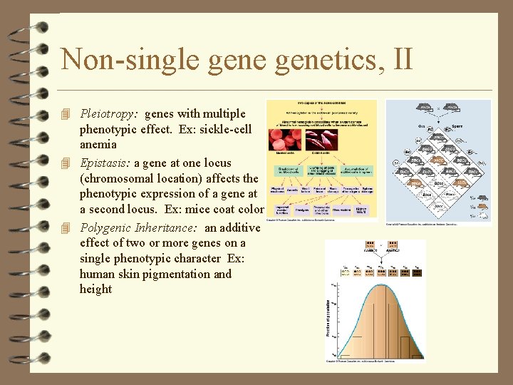 Non-single genetics, II 4 Pleiotropy: genes with multiple phenotypic effect. Ex: sickle-cell anemia 4