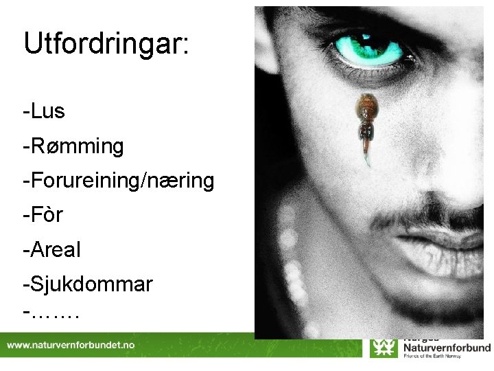 Utfordringar: -Lus -Rømming -Forureining/næring -Fòr -Areal -Sjukdommar -……. 