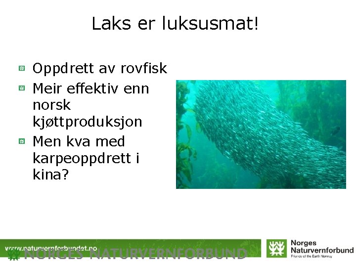 Laks er luksusmat! Oppdrett av rovfisk Meir effektiv enn norsk kjøttproduksjon Men kva med