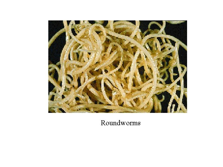 Roundworms 