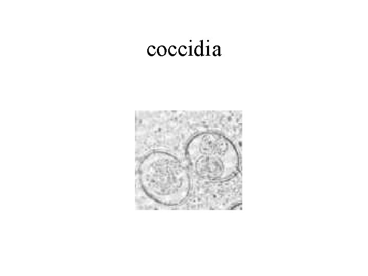 coccidia 