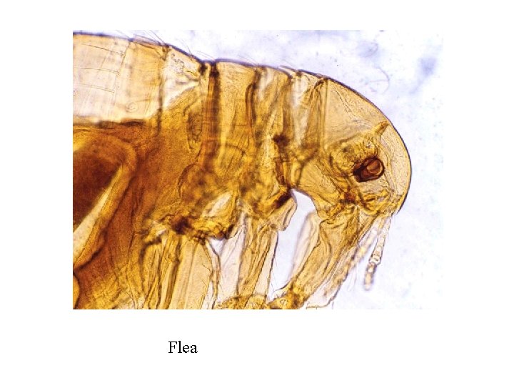 Flea 