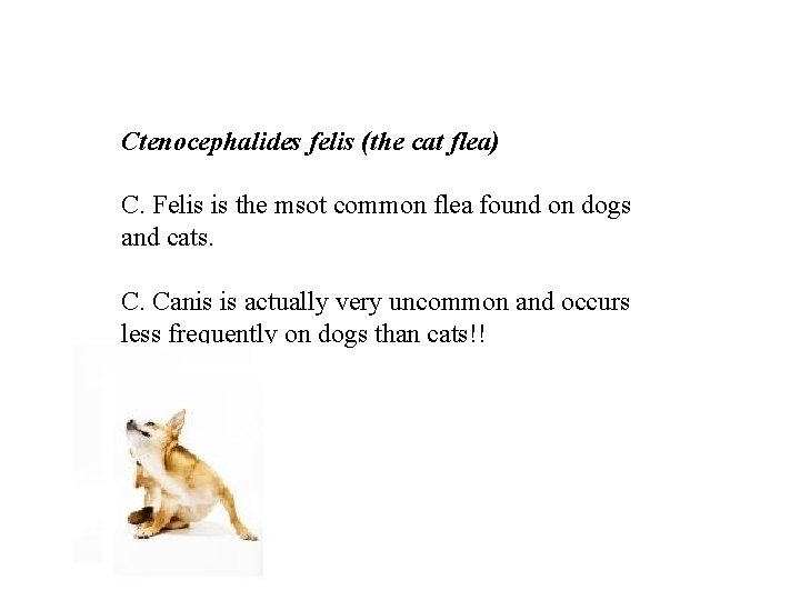 Ctenocephalides felis (the cat flea) C. Felis is the msot common flea found on