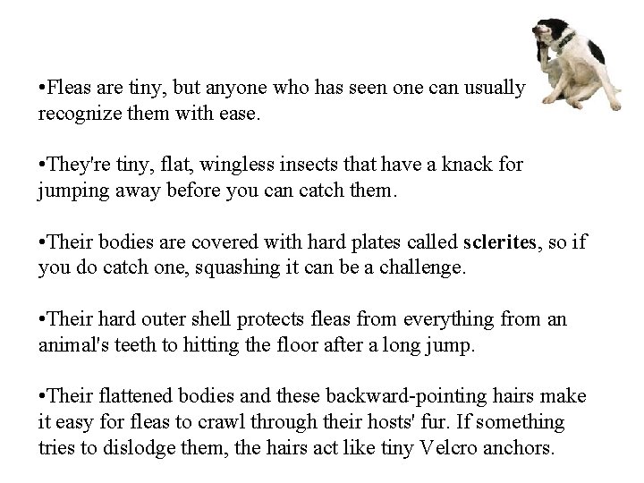  • Fleas are tiny, but anyone who has seen one can usually recognize