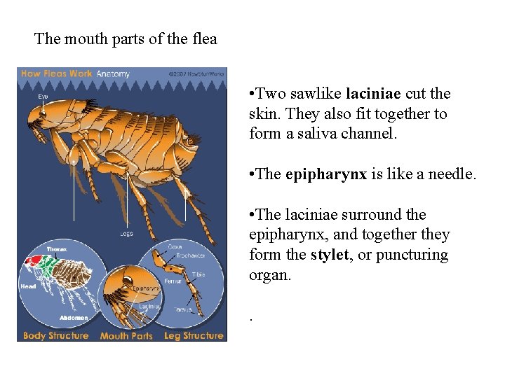 The mouth parts of the flea • Two sawlike laciniae cut the skin. They