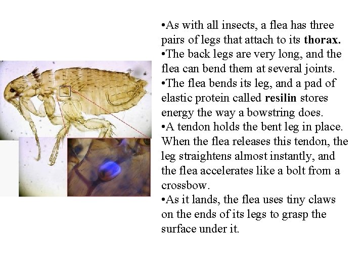  • As with all insects, a flea has three pairs of legs that