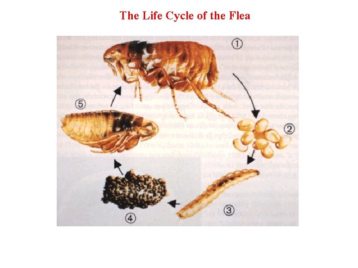 The Life Cycle of the Flea 