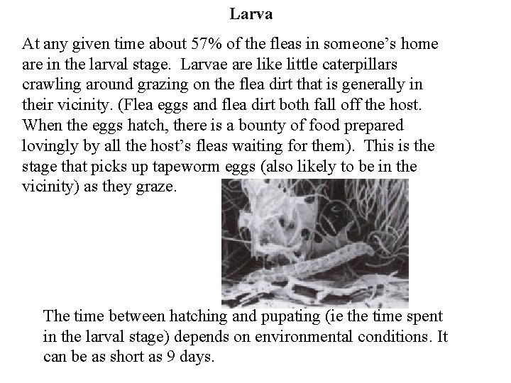 Larva At any given time about 57% of the fleas in someone’s home are