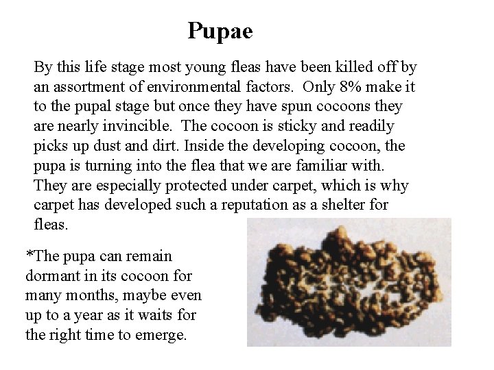 Pupae By this life stage most young fleas have been killed off by an