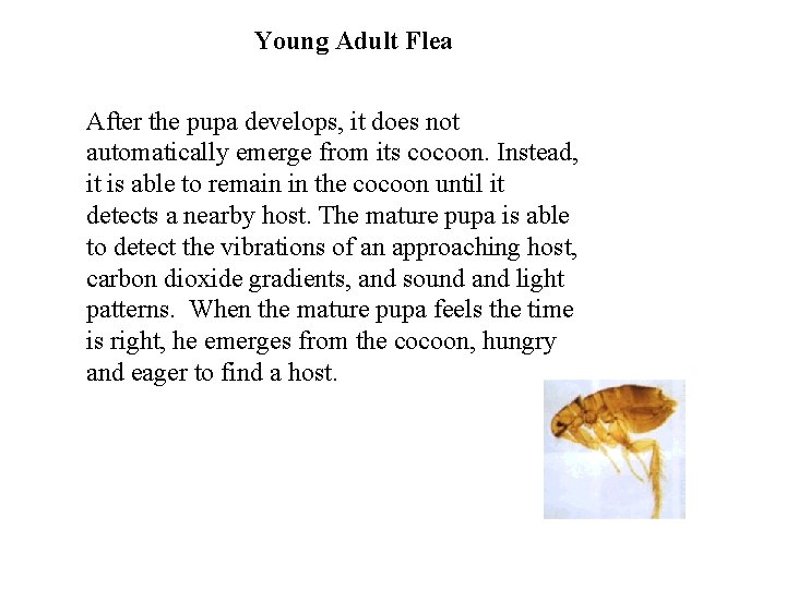 Young Adult Flea After the pupa develops, it does not automatically emerge from its