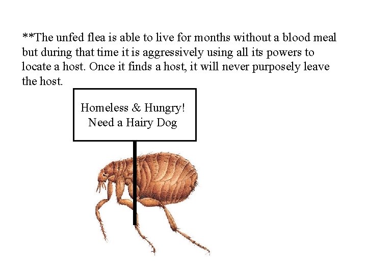 **The unfed flea is able to live for months without a blood meal but