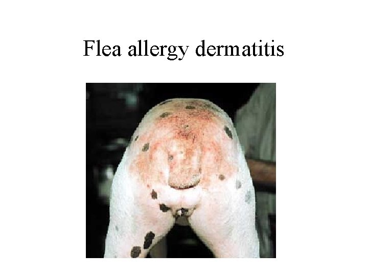 Flea allergy dermatitis 