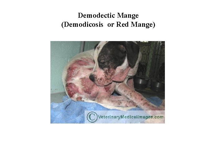 Demodectic Mange (Demodicosis or Red Mange) 