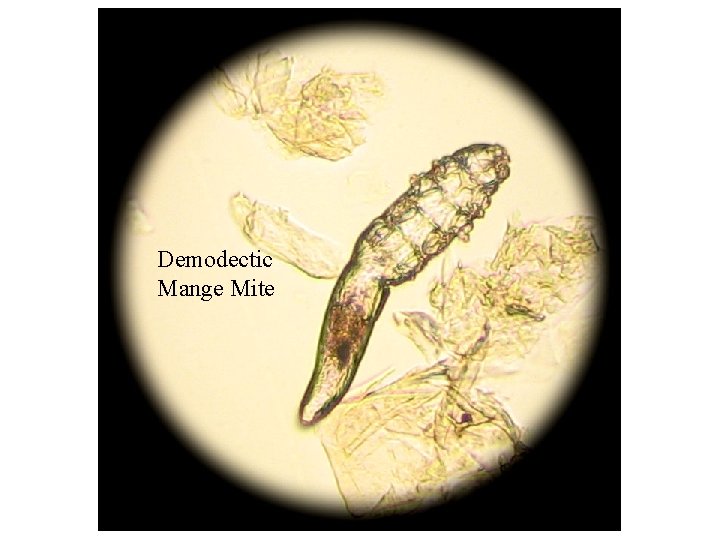 Demodectic Mange Mite 