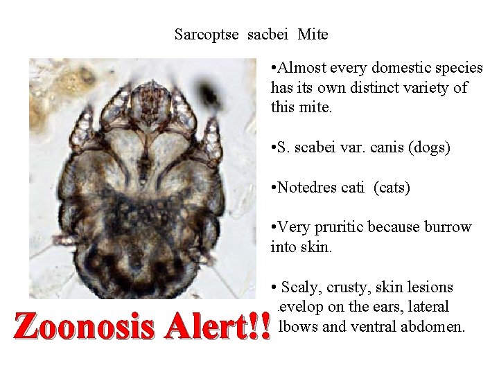 Sarcoptse sacbei Mite • Almost every domestic species has its own distinct variety of