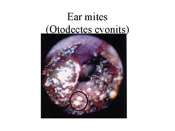 Ear mites (Otodectes cyonits) 