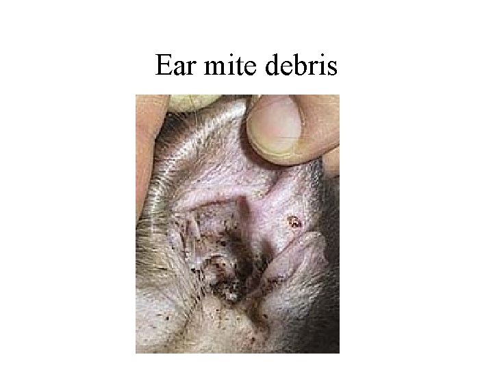 Ear mite debris 