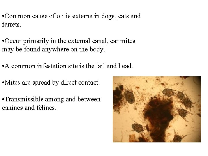  • Common cause of otitis externa in dogs, cats and ferrets. • Occur