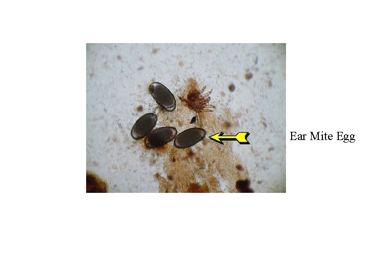 Ear Mite Egg 