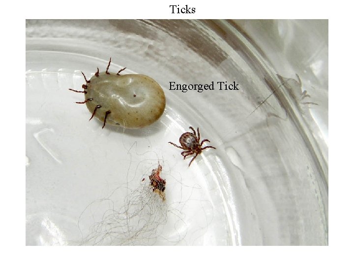 Ticks Engorged Tick 