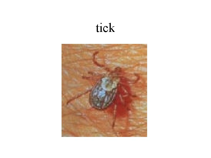 tick 