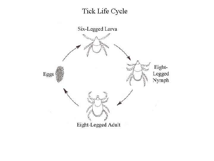 Tick Life Cycle 