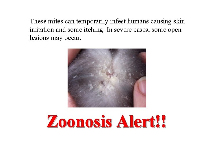These mites can temporarily infest humans causing skin irritation and some itching. In severe