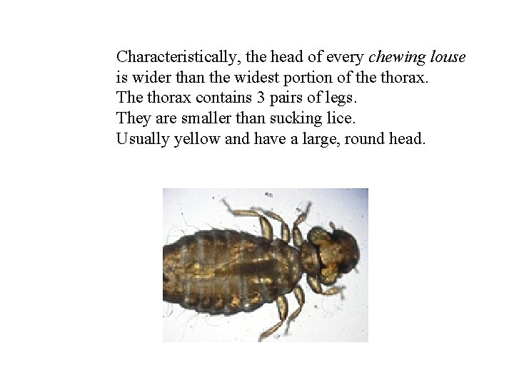 Characteristically, the head of every chewing louse is wider than the widest portion of