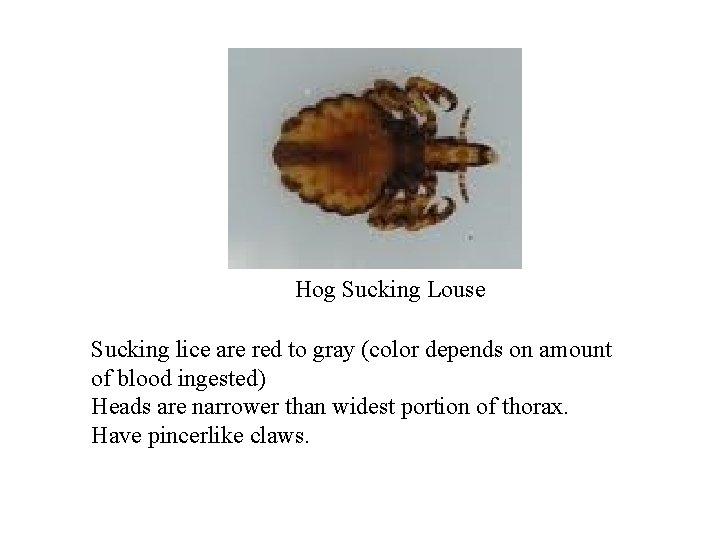 Hog Sucking Louse Sucking lice are red to gray (color depends on amount of