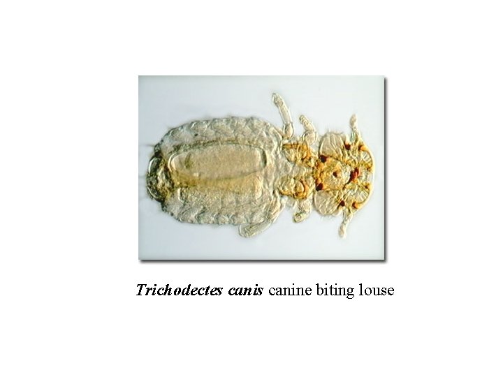 Trichodectes canine biting louse 