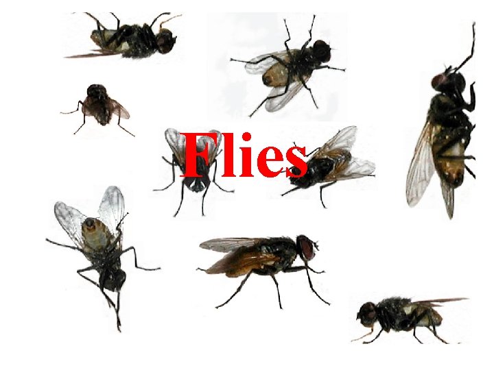 Flies 