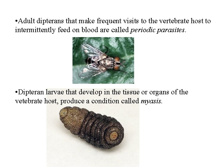  • Adult dipterans that make frequent visits to the vertebrate host to intermittently