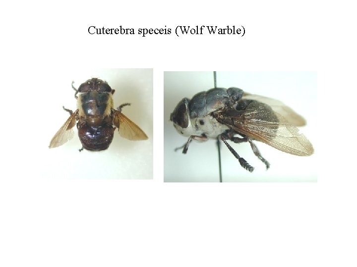 Cuterebra speceis (Wolf Warble) 