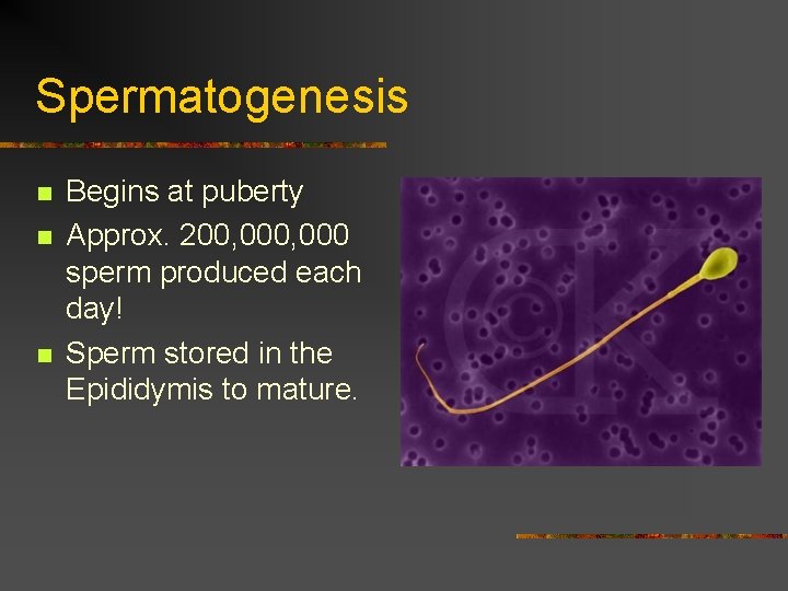 Spermatogenesis n n n Begins at puberty Approx. 200, 000 sperm produced each day!
