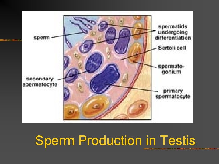 Sperm Production in Testis 