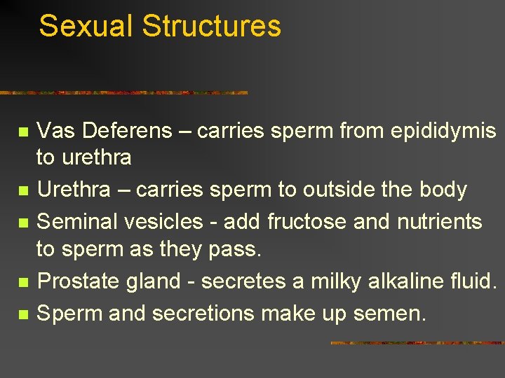 Sexual Structures n n n Vas Deferens – carries sperm from epididymis to urethra