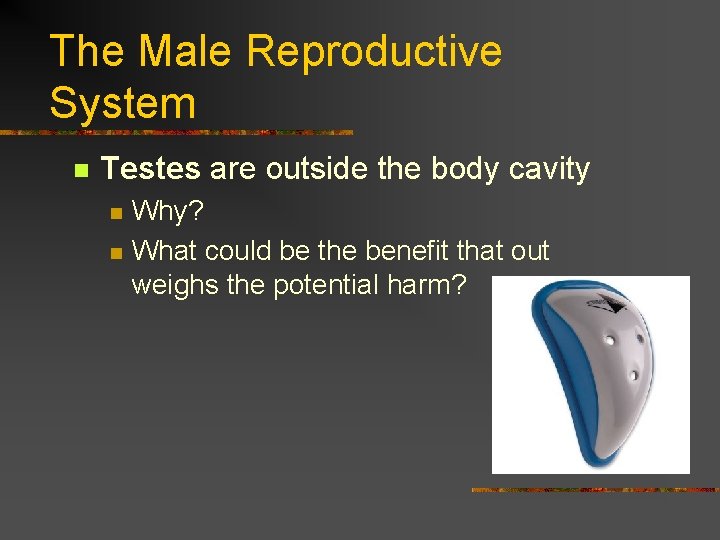 The Male Reproductive System n Testes are outside the body cavity n n Why?