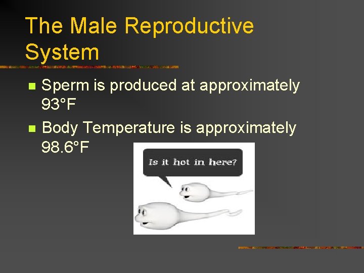 The Male Reproductive System n n Sperm is produced at approximately 93°F Body Temperature
