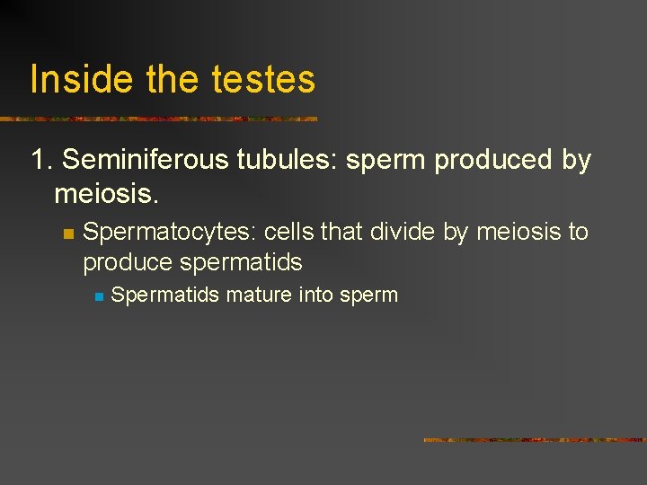 Inside the testes 1. Seminiferous tubules: sperm produced by meiosis. n Spermatocytes: cells that