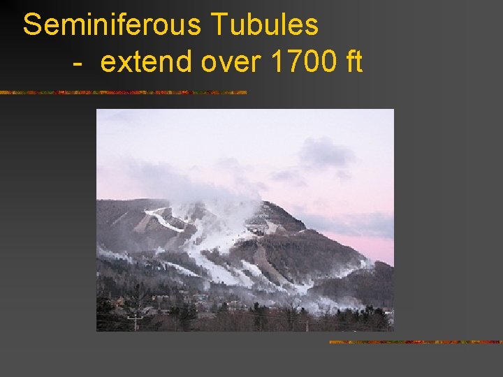 Seminiferous Tubules - extend over 1700 ft 