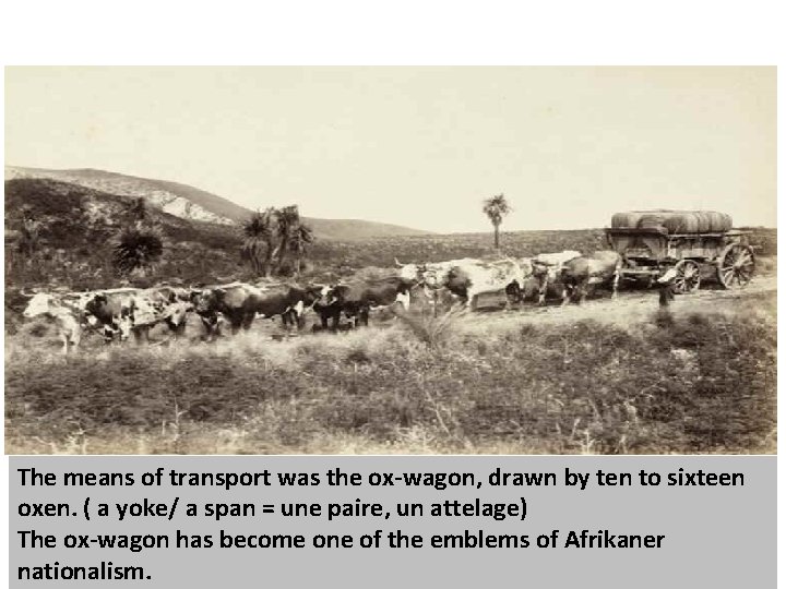 The means of transport was the ox-wagon, drawn by ten to sixteen oxen. ( The means of transport was the ox-wagon, drawn by ten to sixteen oxen. (