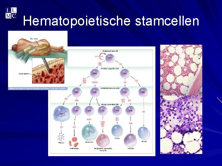 Hematopoietische stamcellen 