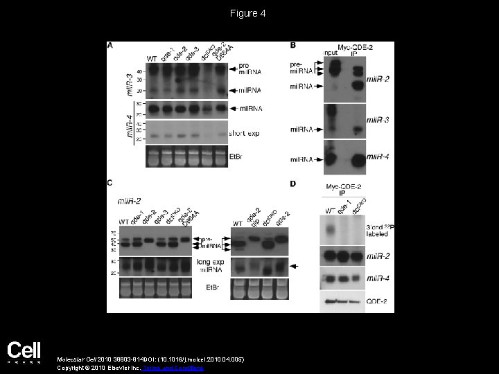 Figure 4 Molecular Cell 2010 38803 -814 DOI: (10. 1016/j. molcel. 2010. 04. 005)