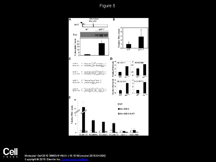 Figure 5 Molecular Cell 2010 38803 -814 DOI: (10. 1016/j. molcel. 2010. 04. 005)