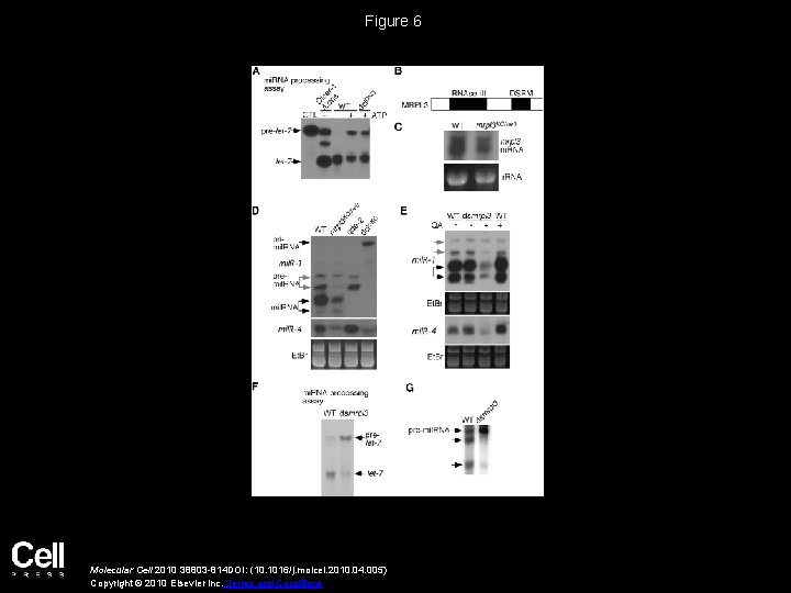 Figure 6 Molecular Cell 2010 38803 -814 DOI: (10. 1016/j. molcel. 2010. 04. 005)