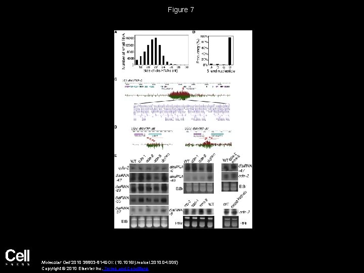 Figure 7 Molecular Cell 2010 38803 -814 DOI: (10. 1016/j. molcel. 2010. 04. 005)