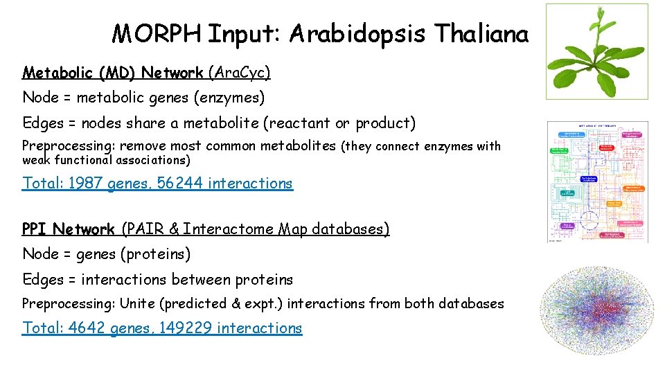 MORPH Input: Arabidopsis Thaliana Metabolic (MD) Network (Ara. Cyc) Node = metabolic genes (enzymes)